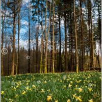 Carte postale – Ardenne Merveilleuse, Jonquilles en sous-bois