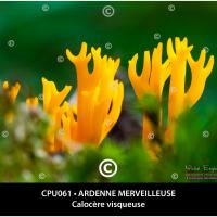 Carte postale – Ardenne Merveilleuse, calocère visqueuse