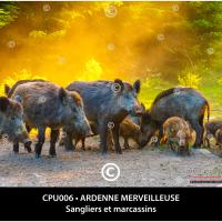 Carte postale – Sangliers et marcassins